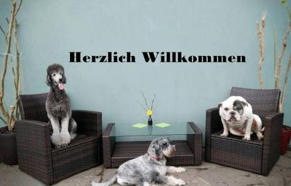 Hundesalon Professionell in Zirndorf