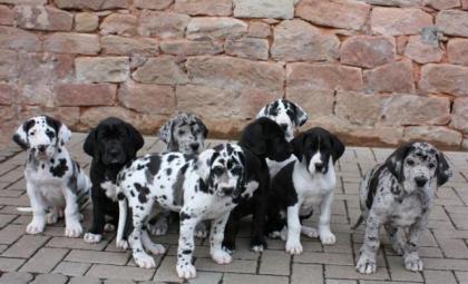 Wunderschöne Liebevoller Reinrassige Deutsche Doggen Welpen sofort abzugeben mit