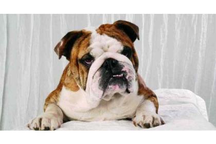 English Bulldog Zucht -Deckmeldung & Deckrüde