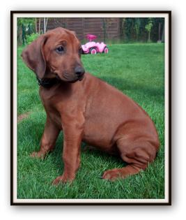 Rhodesian Ridgeback Welpen ab PFINGSTEN abzugeben