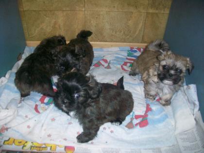 Mischling Shi Tzu yorky mix welpen