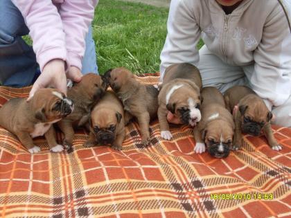 Boxer !!! Boxerwelpen zu verkaufen !!!