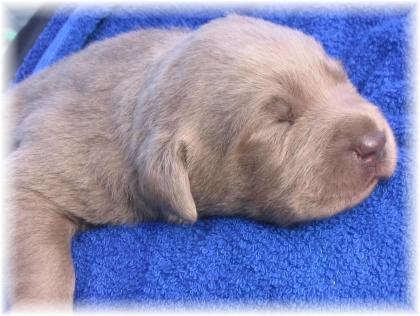 SILVER LABRADORBABYS AUS OÖ