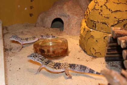 Leopardengeckos