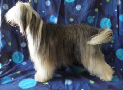 Chinese Crested Deckrüde, 29cmGross m. VDH Papiere