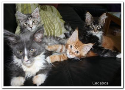 Cadebos Maine Coon Babys 