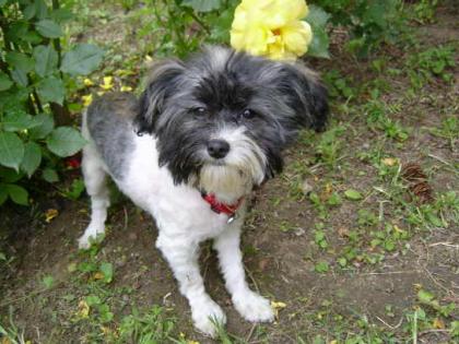 Reinrassige Mini Havanese Hündin  12.122021 gehboren   