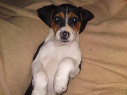 Jackrussel-Mix 5 Monate alt abzugeben