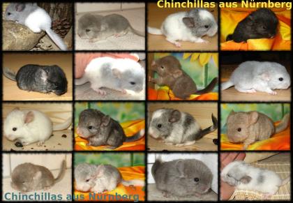 Verschiedene Chinchilla Jungtiere .