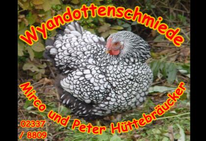 Wyandotten, silber schwarzgesäumt