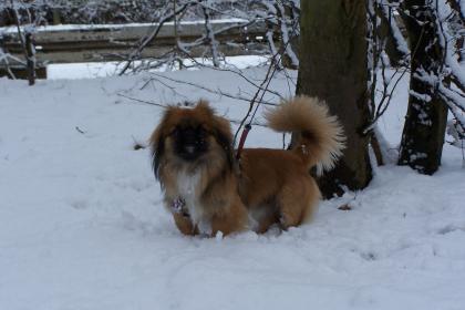 Pekinese Toy Rüde sucht weibchen