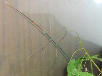 Ramulus nematodes blue