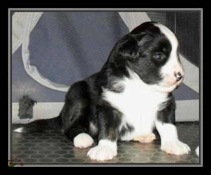 Miniature Australian Shepherd Welpen , Mini Aussie