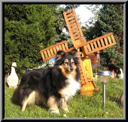 Sheltie   Hochzeit  