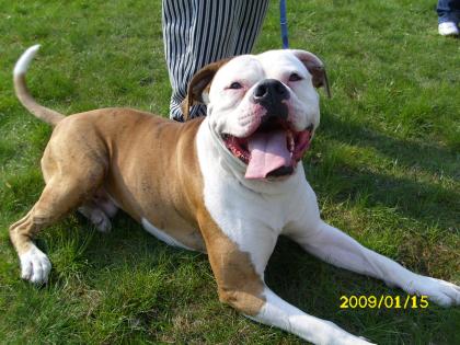 American bulldog 