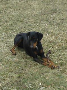 Dobermann Hündin sucht liebevolles Zuhause