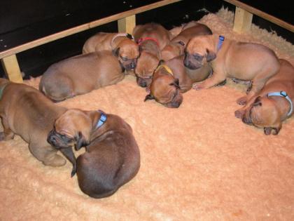 Typvolle Rhodesian Ridgeback Welpen