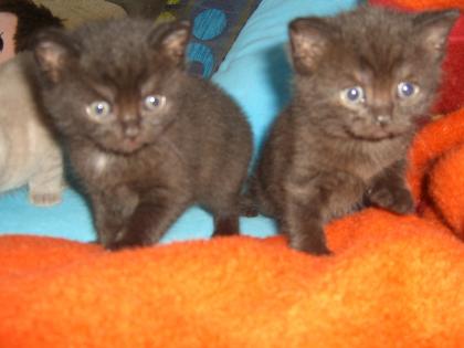 BKH Katzenkinder - Neue Dosenöffner ab Mitte Juli gesucht !!!