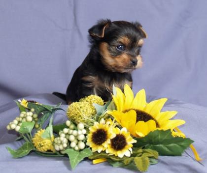 Yorkshire Terrier Welpen  Rüden VDH/FCI