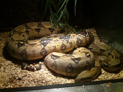 Boa Constrictor Imperator Paar