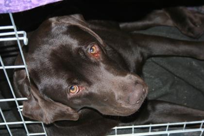  S  Intelligenter, wunderschöner brauner Labrador (Working Dog), ausgeglichen un