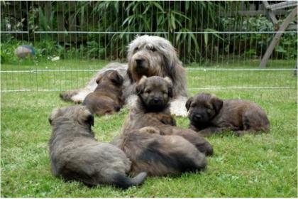 Gos d Atura Welpen suchen noch Familienanschluss (Katalanischer Schäferhund)