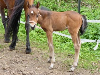 Wunderschönes Pony-Hengstfohlen ab Herbst