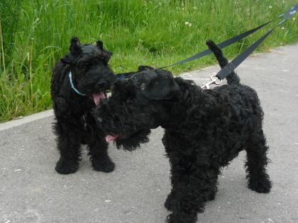 Kerry Blue Terrier