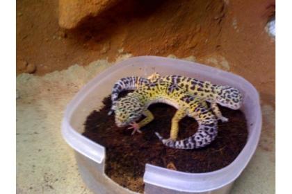 Leopardengeckos mit Terra