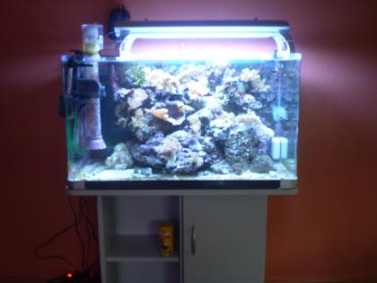 Meerwasseraquarium komplett