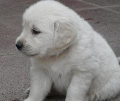 Bildhübsche Golden Retriever Welpen aus liebevoller Familienaufzucht