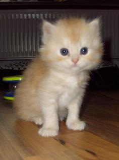 Main Coon-Norwegische Waldkatze Mix