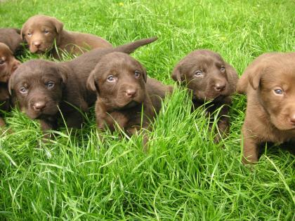 KRÄFTIGE SCHOKOBRAUNE LABRADORWELPEN