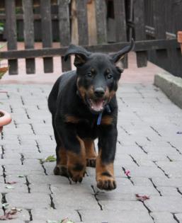 BEAUCERON Welpen FCI