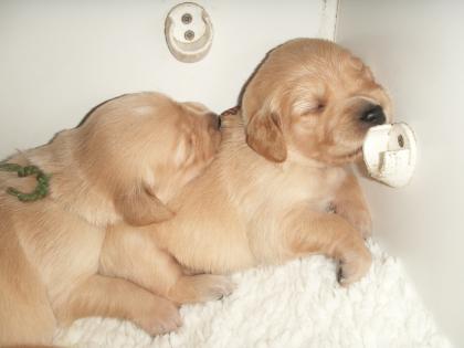 ENZÜCKENDE GOLDEN RETRIEVER WELPEN MIT ÖKV-PAPIEREN