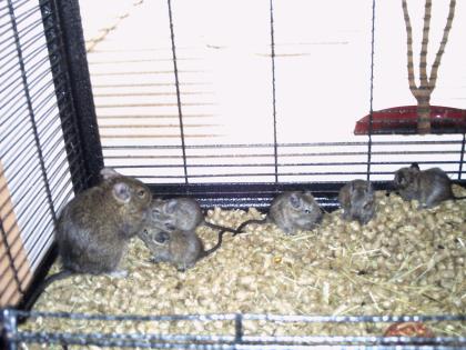 6 Degus abzugeben