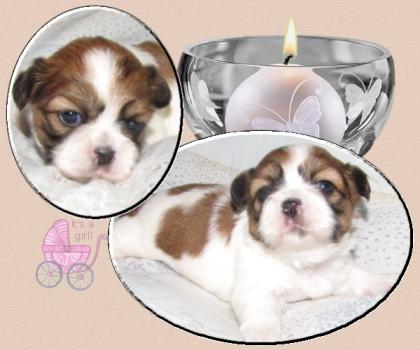 Drei Musketiere -Shih Tzu-