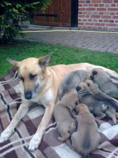 Belgischer Schäferhund-Labradorwelpen