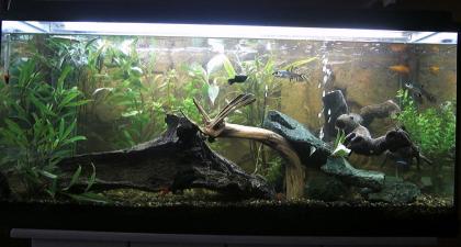 Aquarium 180L Eheim Komplett