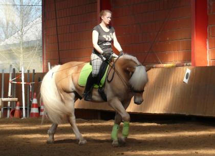 Biete Reitbeteiligung an 6-jährigem Sporthafi