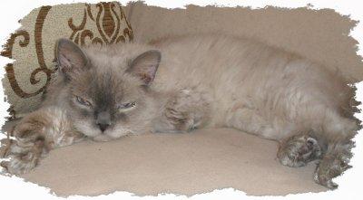 Selkirk Rex Deckkater