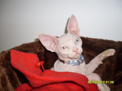 Wunderschönes Kanadisches Sphynx Mädchen