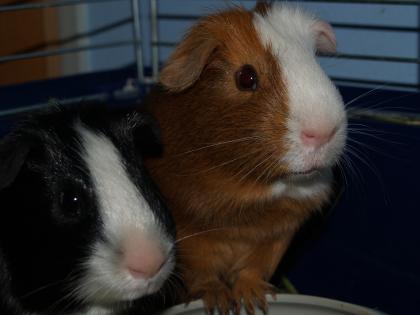 Meerschweinchen in liebevolle Hände abzugeben