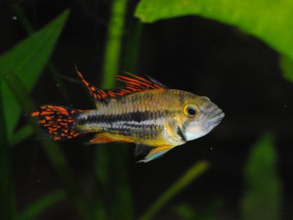 Kakadu-Zwergbuntbarsch (Apistogramme cacatuoides) abzugeben