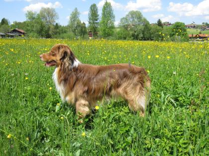 Australian Shepherd Deckrüde Sam