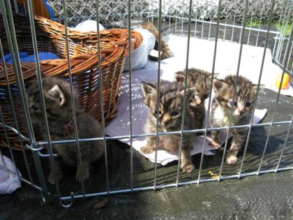 Katzenbabys suchen Dosenöffner