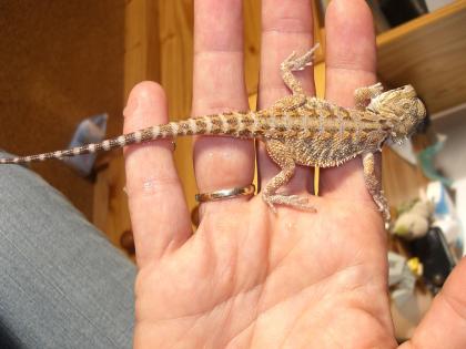 Bartagamennachwuchs (Pogona vitticeps)