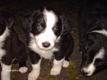 2 süße Australian Shepherd Welpen suchen neues Zuhause   