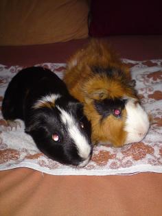 Meerschweinchen abzugeben