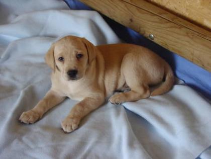 3 blonde Labradorwelpen Jungs suchen ein Zuhause